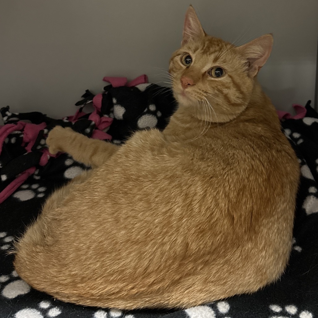 Maynard, an adoptable Domestic Short Hair in Bismarck, ND, 58507 | Photo Image 1