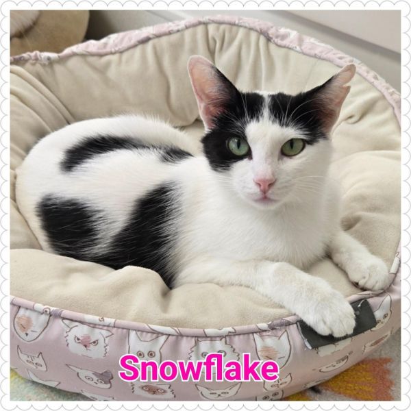 Snowflake