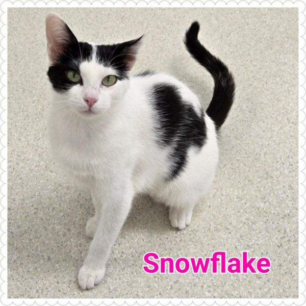 Snowflake thumbnail 2