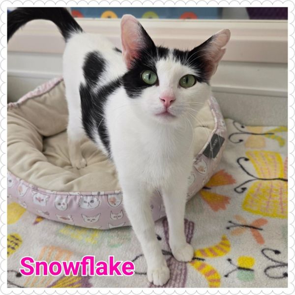Snowflake thumbnail 3