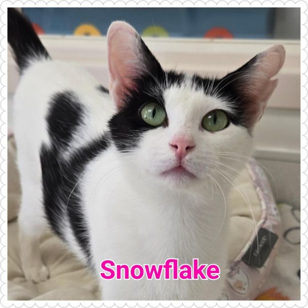 Snowflake thumbnail 4