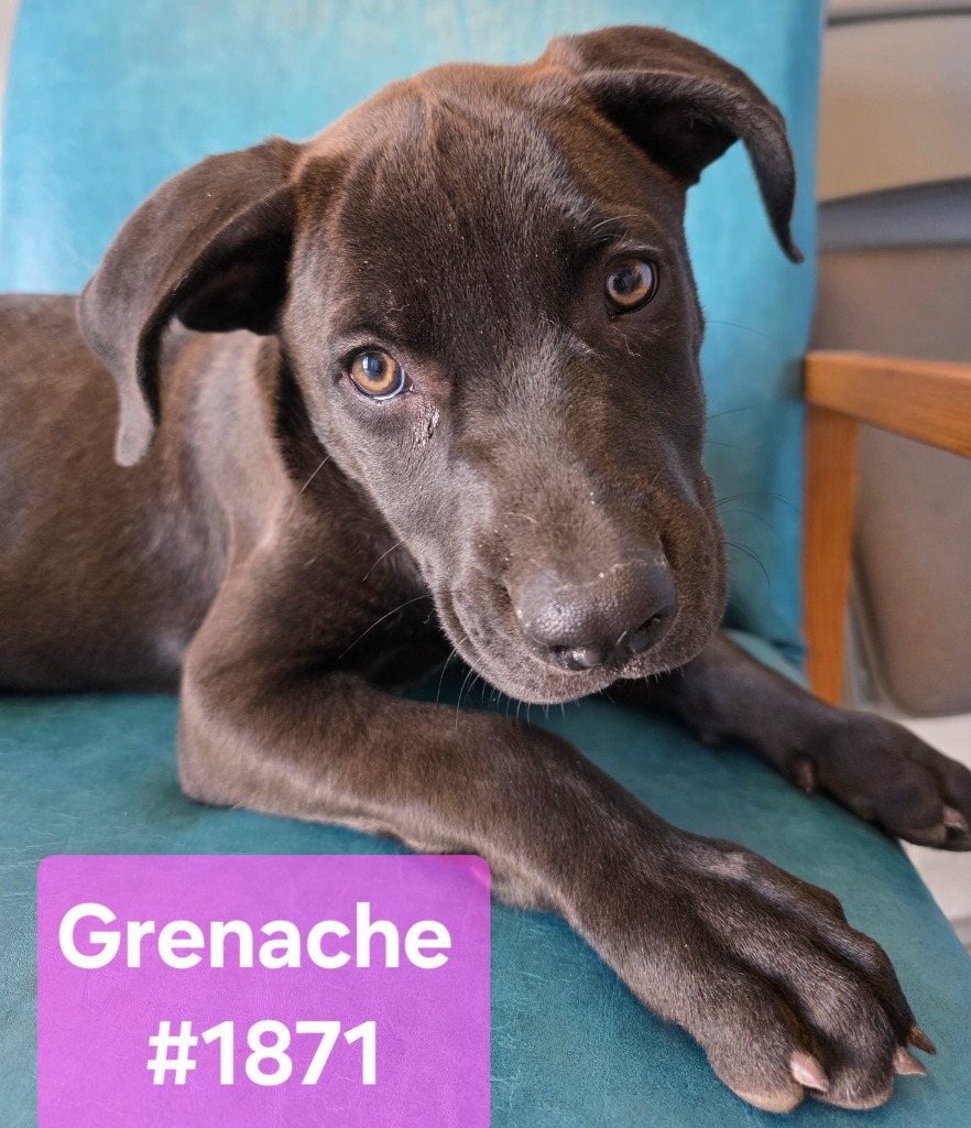 Grenache