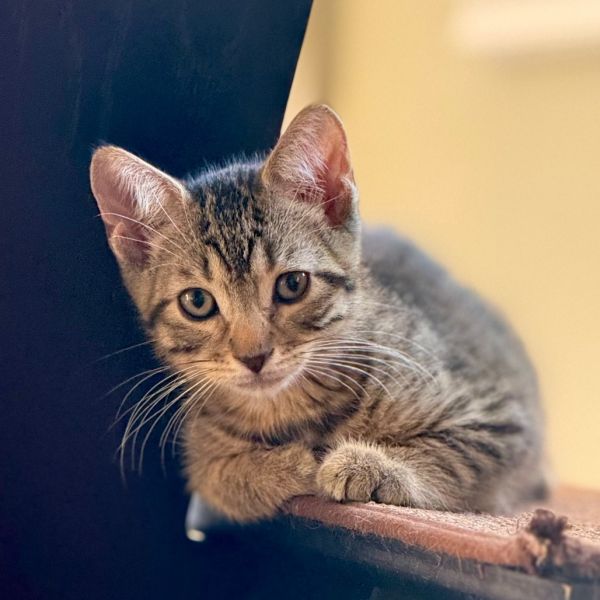 Pip