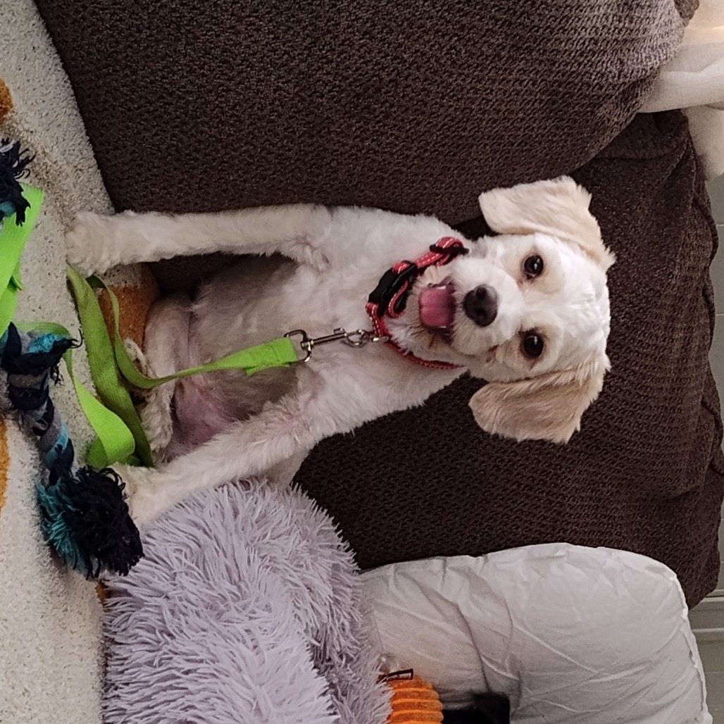 Bear OS NV PDR, an adoptable Cockapoo, Poodle in Las Vegas, NV, 89145 | Photo Image 1