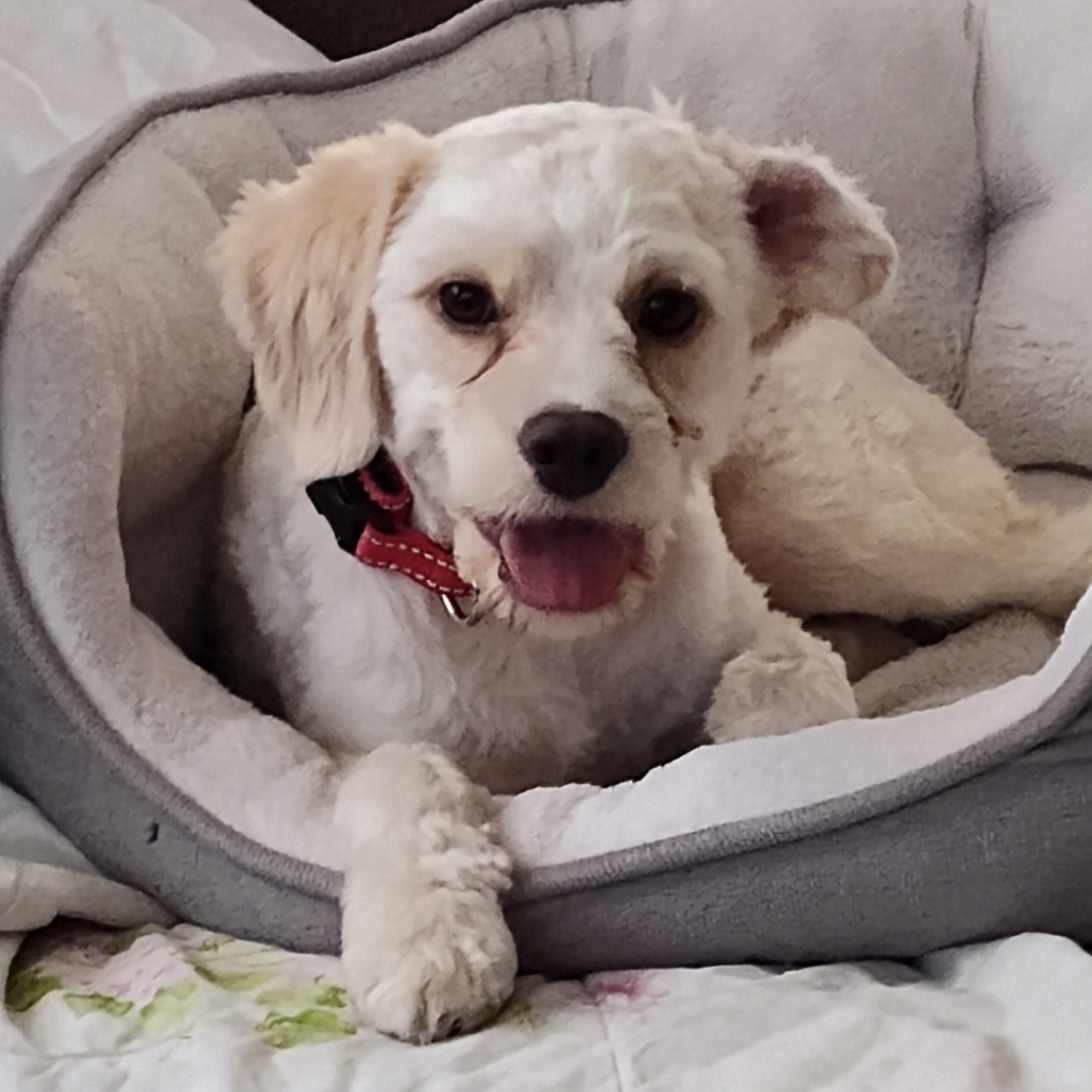 Bear OS NV PDR, an adoptable Cockapoo, Poodle in Las Vegas, NV, 89145 | Photo Image 2