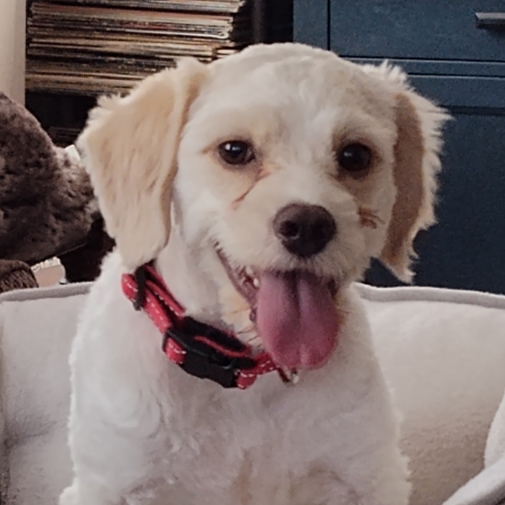 Bear OS NV PDR, an adoptable Cockapoo, Poodle in Las Vegas, NV, 89145 | Photo Image 4