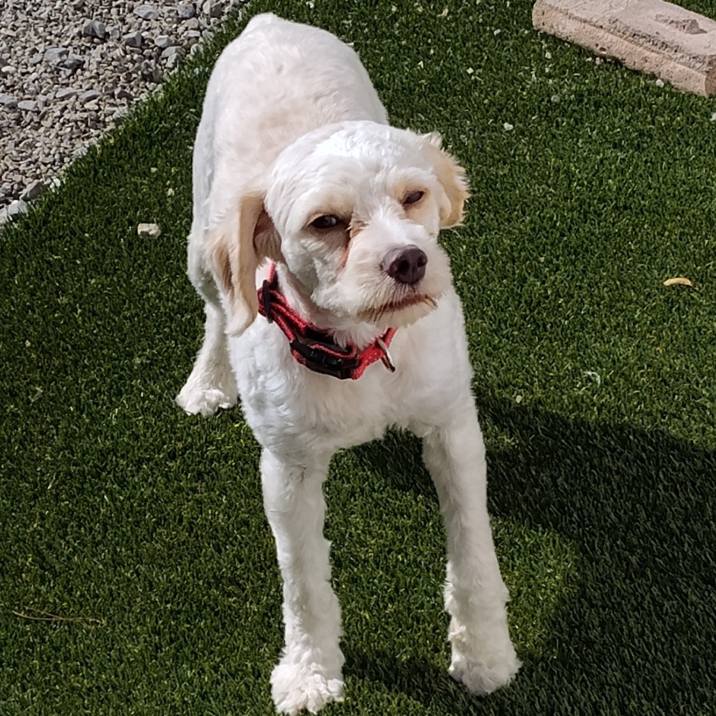 Bear OS NV PDR, an adoptable Cockapoo, Poodle in Las Vegas, NV, 89145 | Photo Image 6