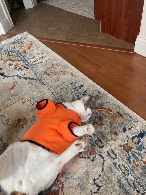 Griffin