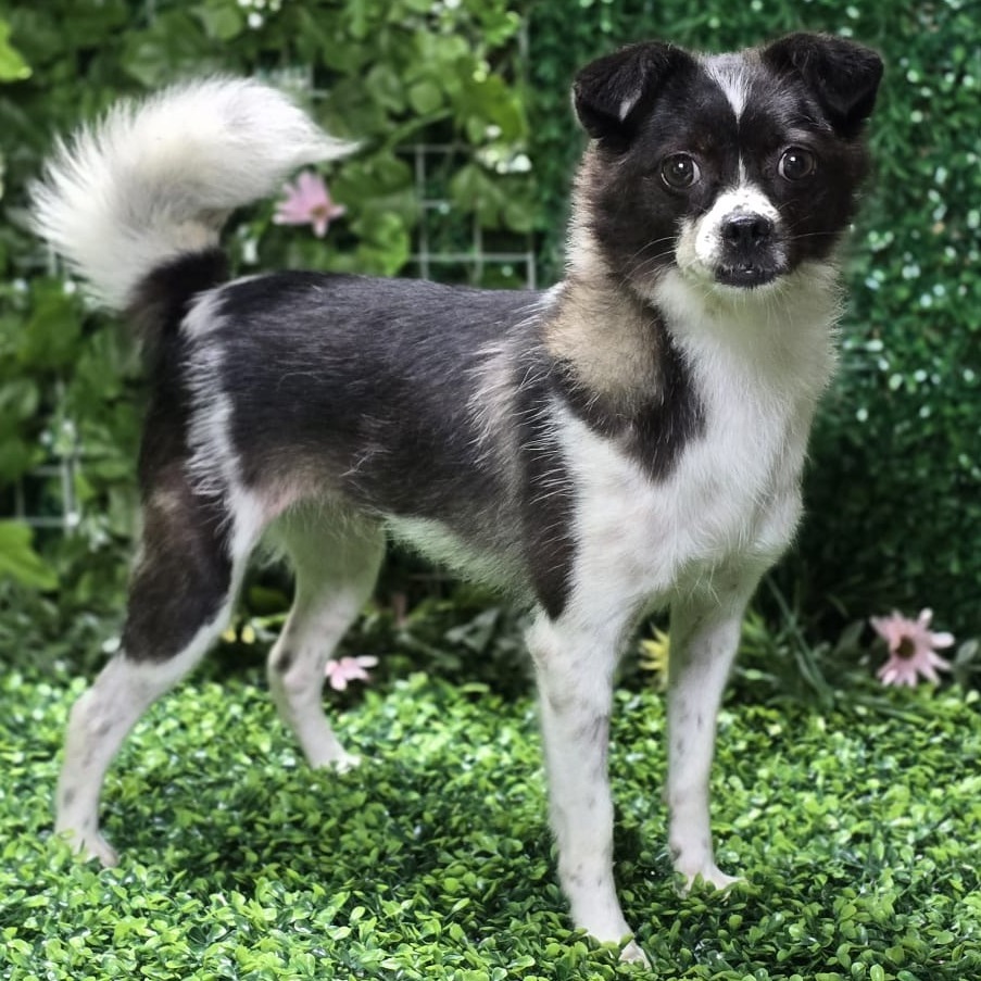 Song, an adoptable Papillon, Terrier in West Islip, NY, 11795 | Photo Image 2
