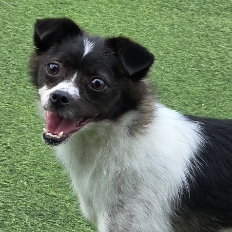Song, an adoptable Papillon, Terrier in West Islip, NY, 11795 | Photo Image 3
