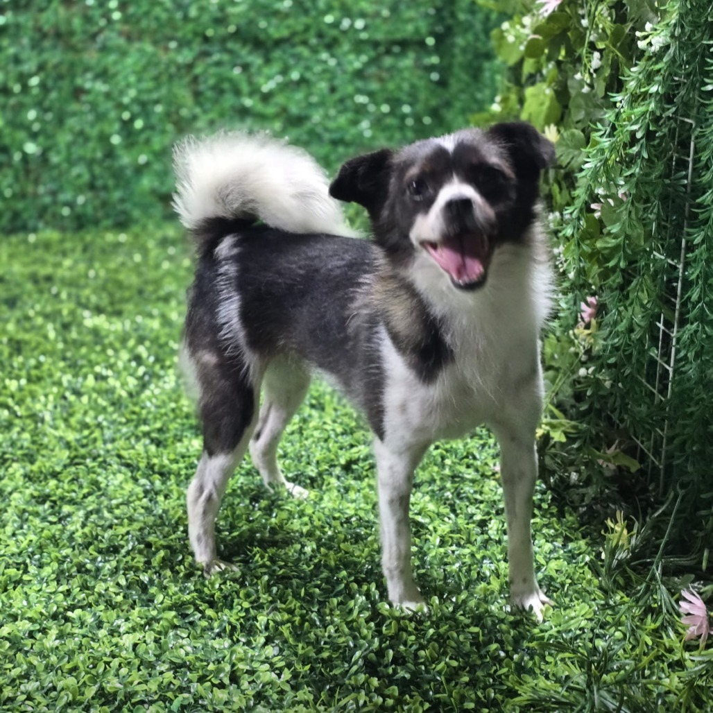 Song, an adoptable Papillon, Terrier in West Islip, NY, 11795 | Photo Image 4