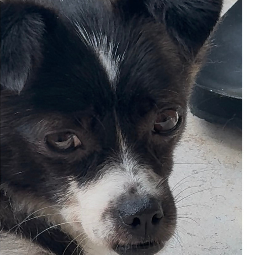 Song, an adoptable Papillon, Terrier in West Islip, NY, 11795 | Photo Image 5