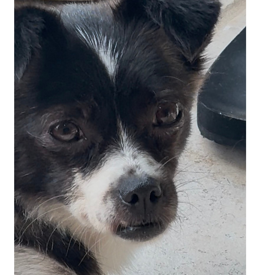 Song, an adoptable Papillon, Terrier in West Islip, NY, 11795 | Photo Image 6