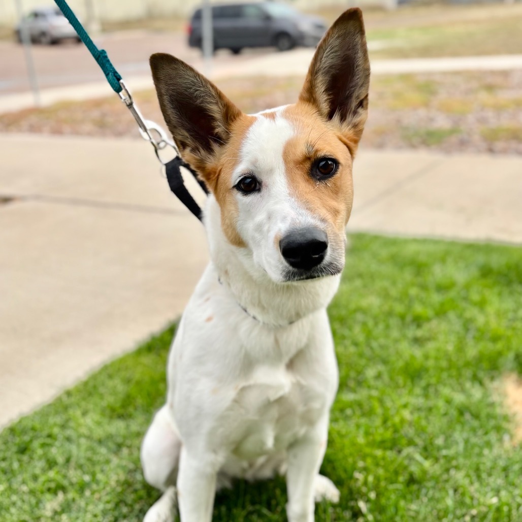 Freckles, an adoptable Collie, Mixed Breed in Great Falls, MT, 59404 | Photo Image 1