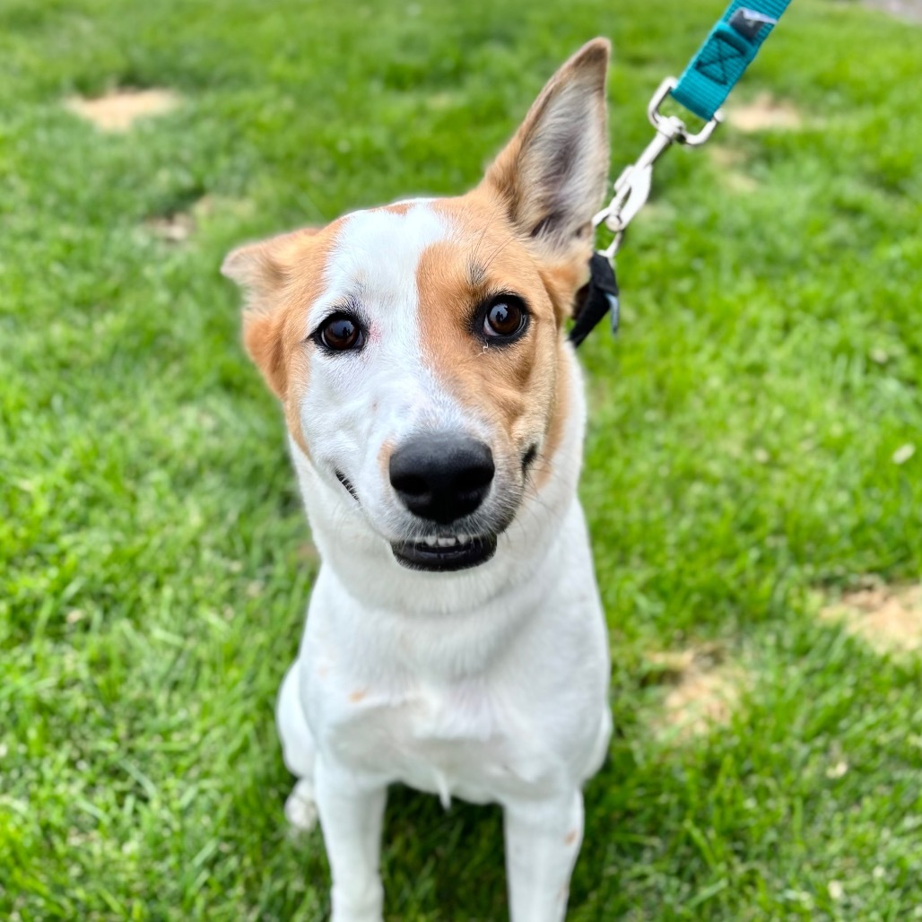 Freckles, an adoptable Collie, Mixed Breed in Great Falls, MT, 59404 | Photo Image 3