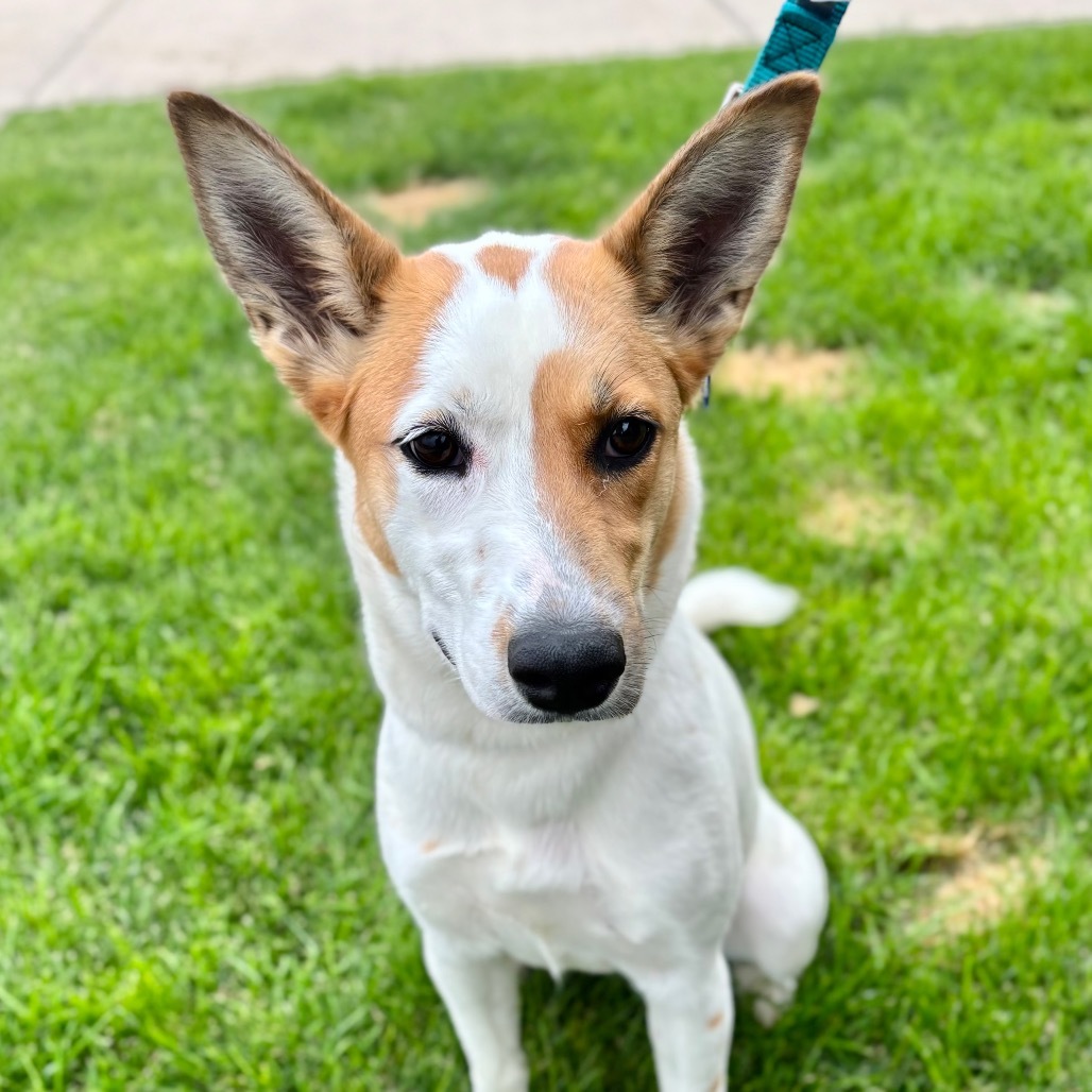 Freckles, an adoptable Collie, Mixed Breed in Great Falls, MT, 59404 | Photo Image 4