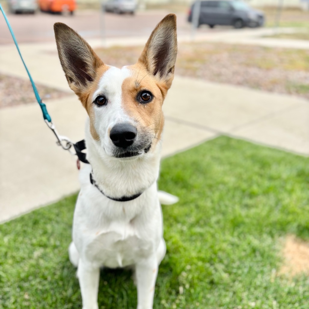 Freckles, an adoptable Collie, Mixed Breed in Great Falls, MT, 59404 | Photo Image 5