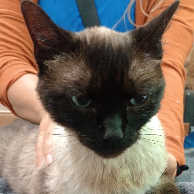 Vitani, an adoptable Domestic Short Hair, Siamese in Grand Rapids, MN, 55744 | Photo Image 1