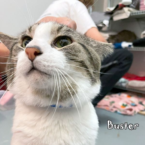 Buster @pawz Pet Cafe thumbnail 2