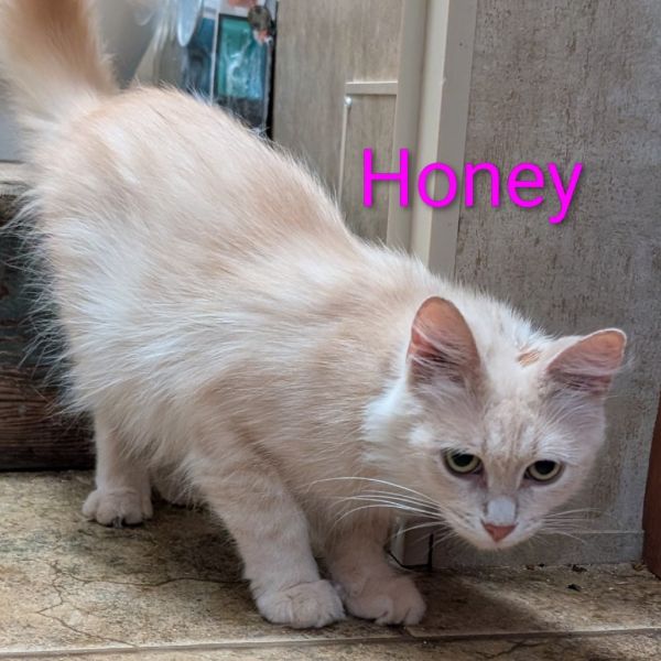 Honey