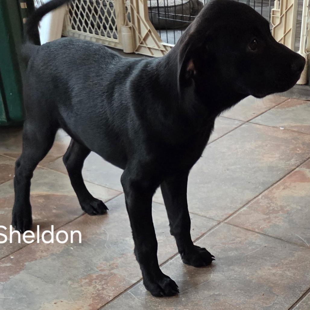 Sheldon