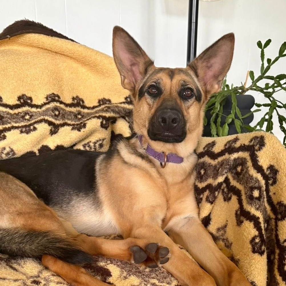 Heidi