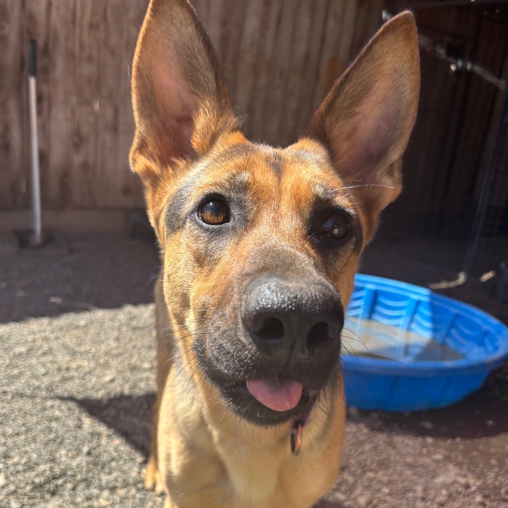 Heidi