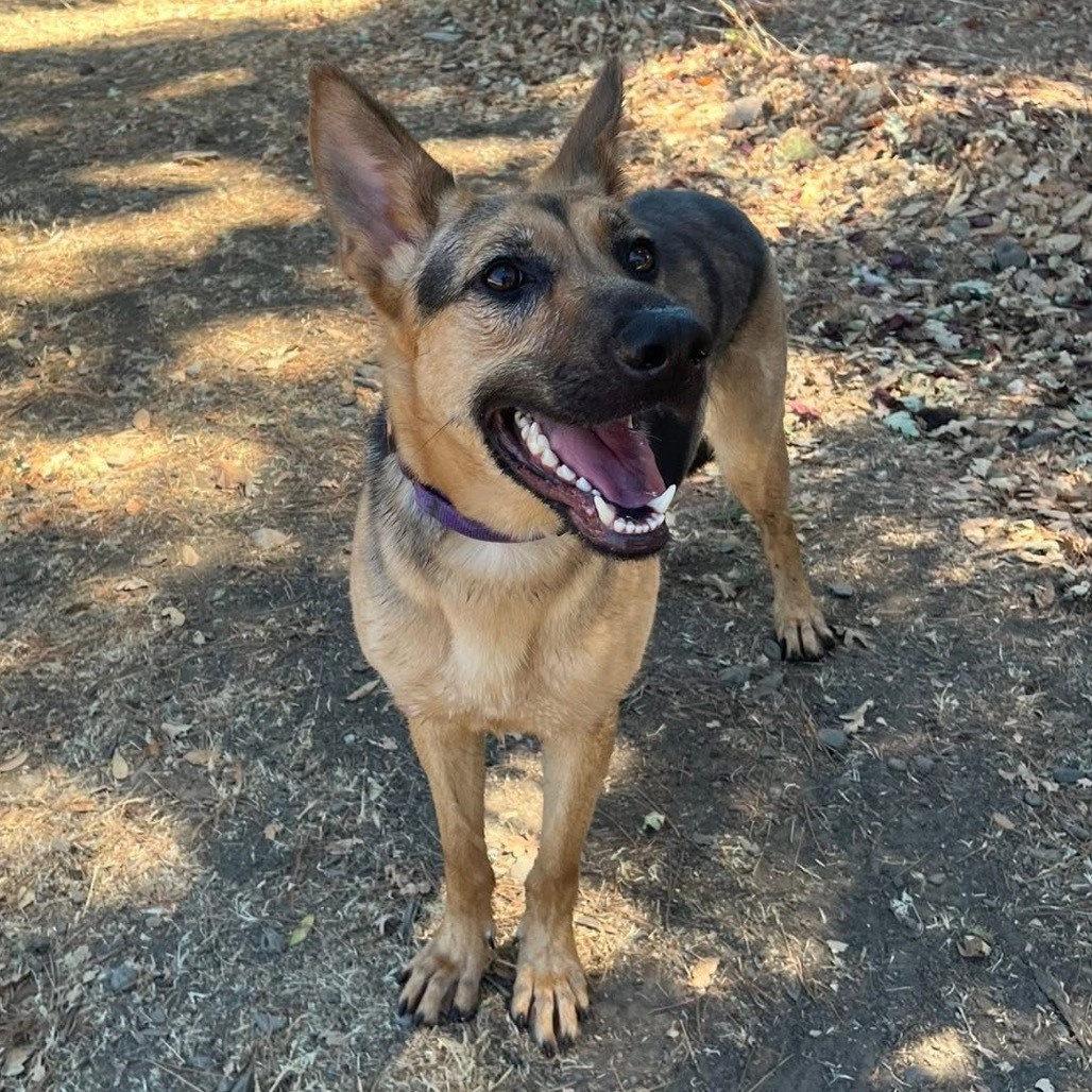 Heidi
