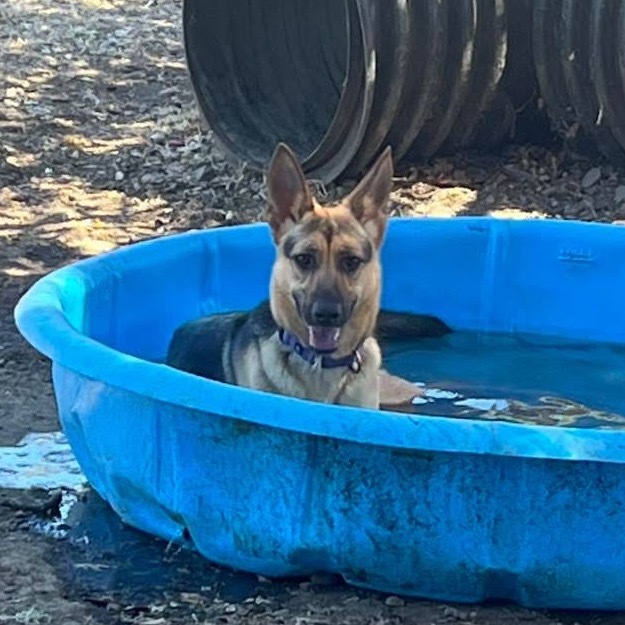 Heidi