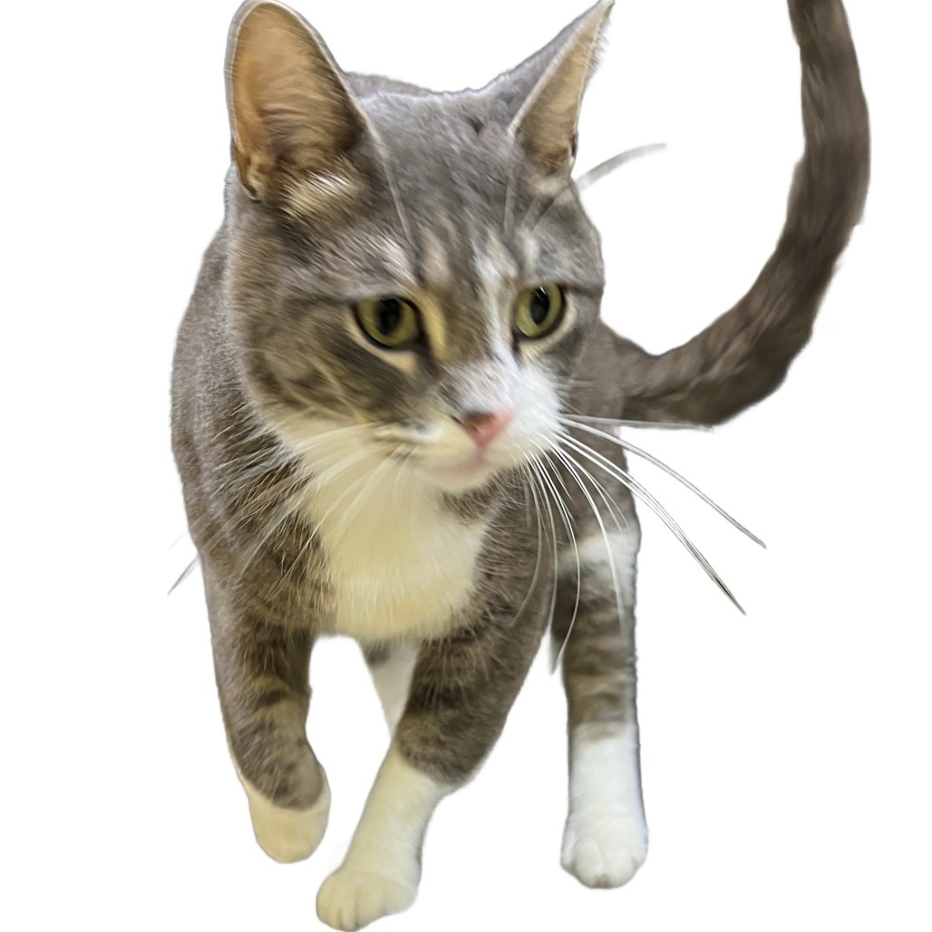 Santos