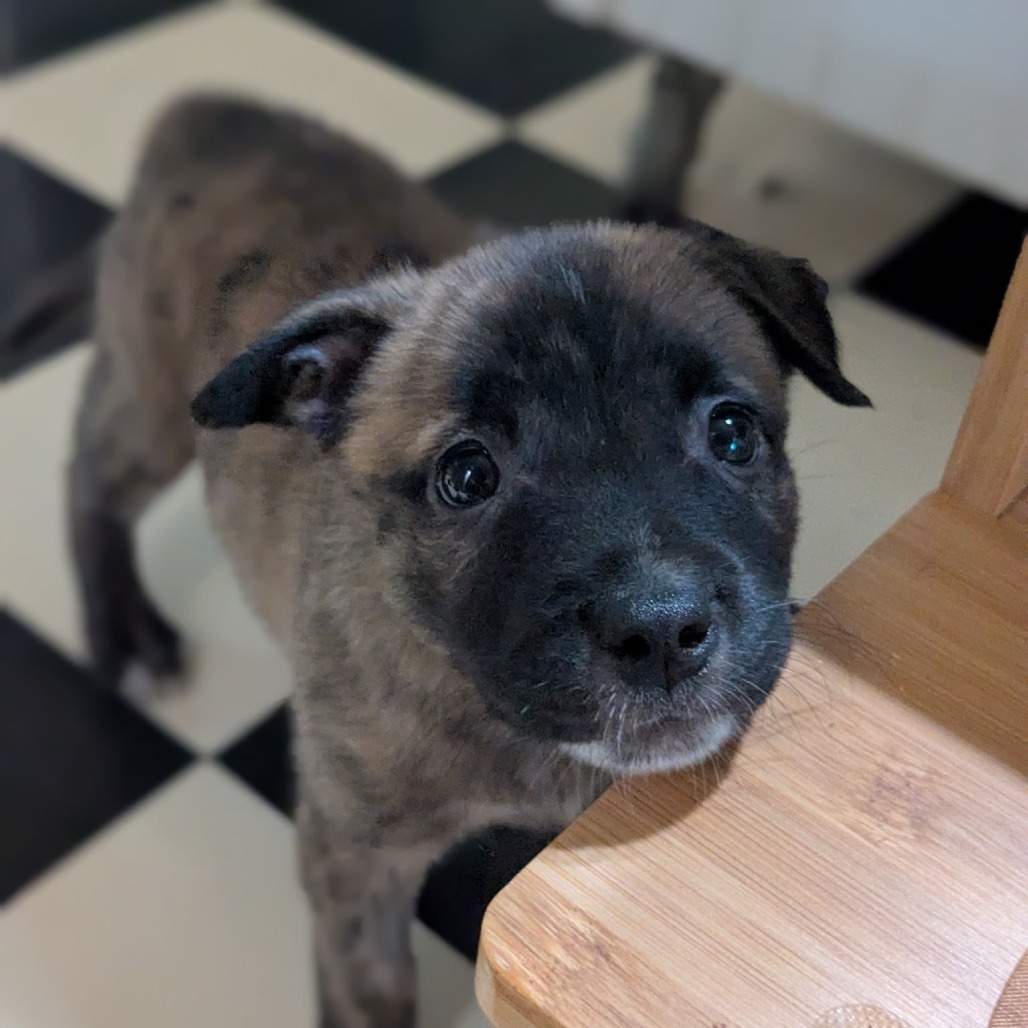 Marcie