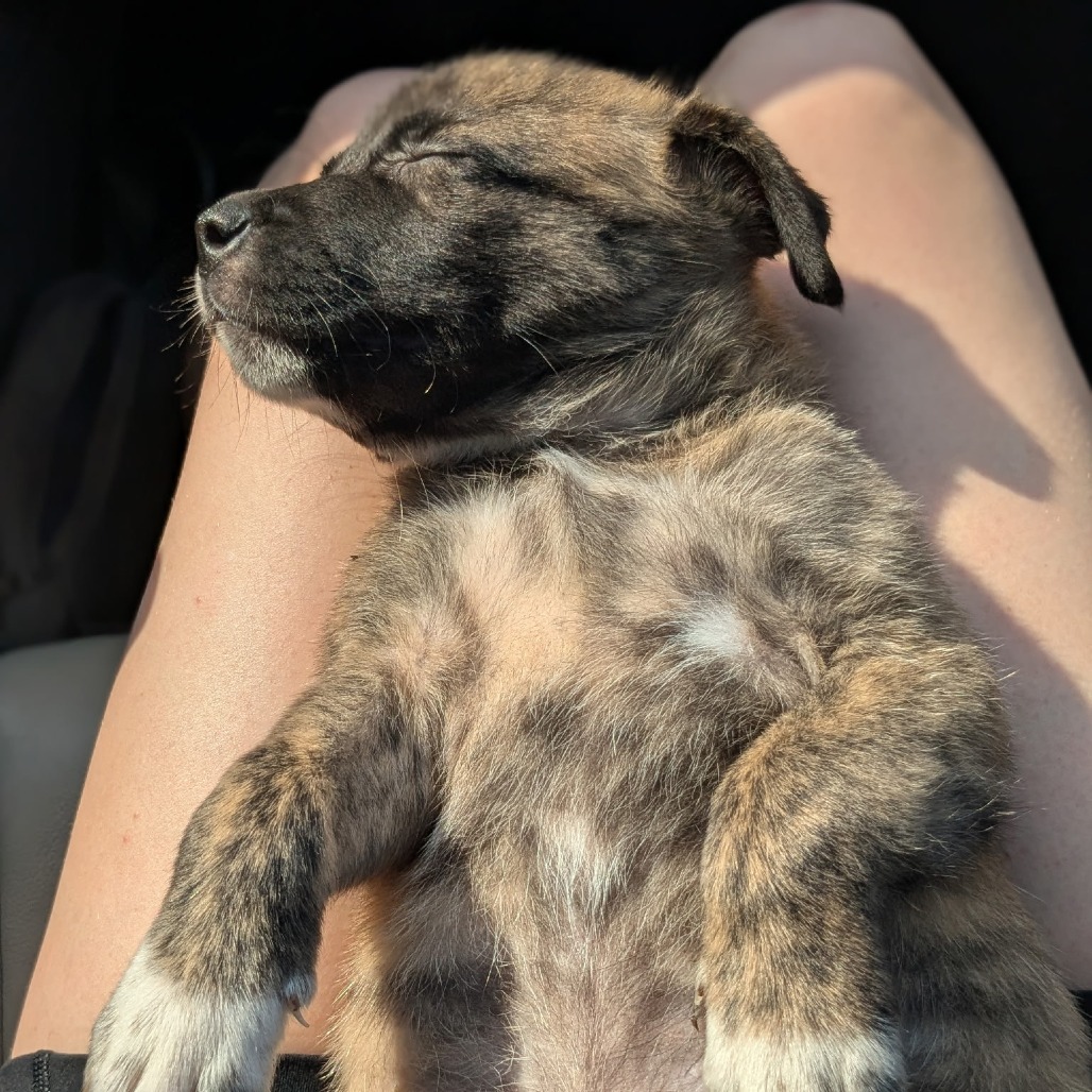 Marcie