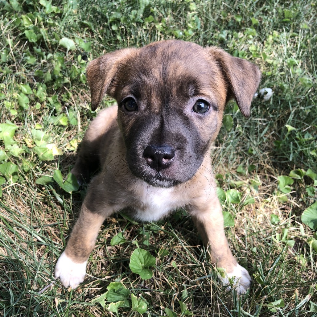 Ella
