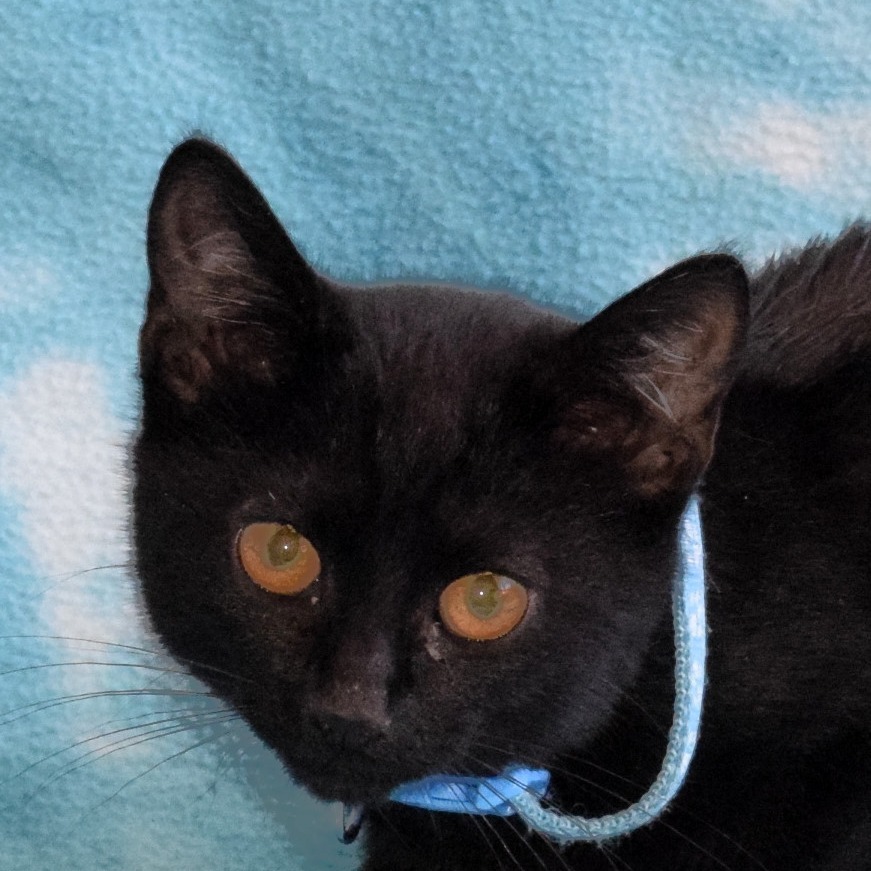 Meeny, an adoptable Domestic Short Hair in Eureka, CA, 95503 | Photo Image 1