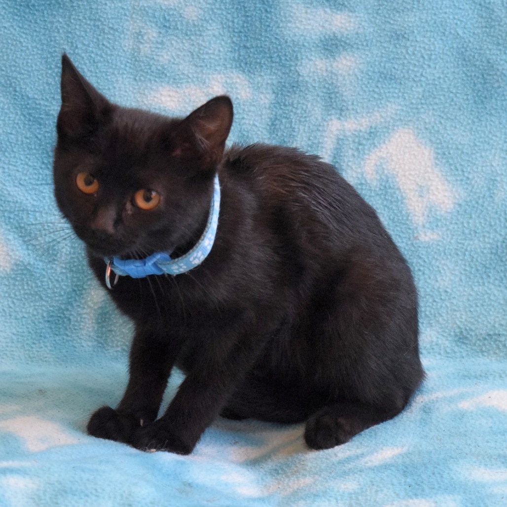 Meeny, an adoptable Domestic Short Hair in Eureka, CA, 95503 | Photo Image 2