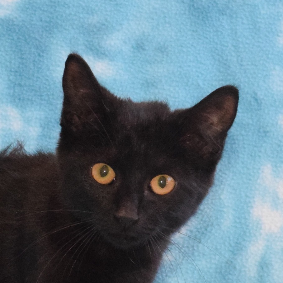 Eeeny, an adoptable Domestic Short Hair in Eureka, CA, 95503 | Photo Image 1
