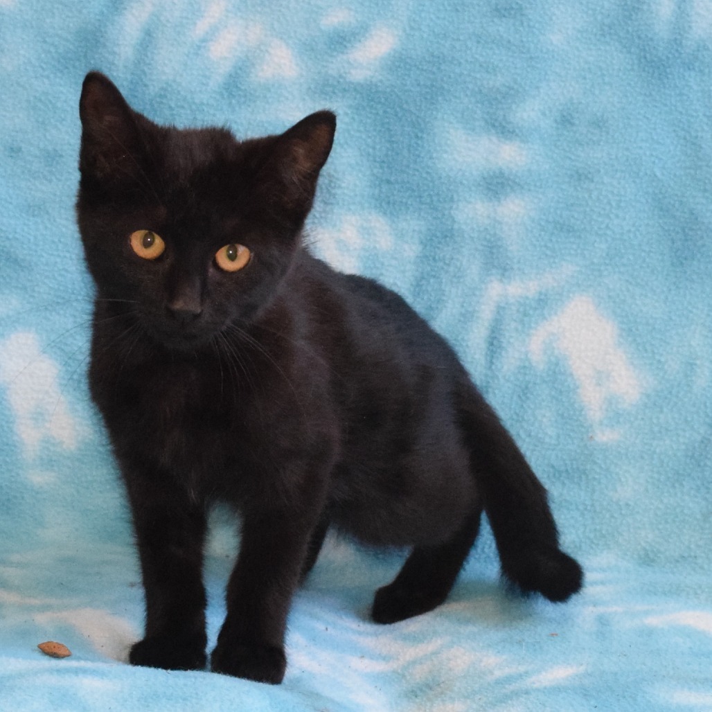 Eeeny, an adoptable Domestic Short Hair in Eureka, CA, 95503 | Photo Image 2