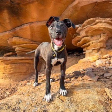 Mulch, an adoptable Mixed Breed in Moab, UT, 84532 | Photo Image 1