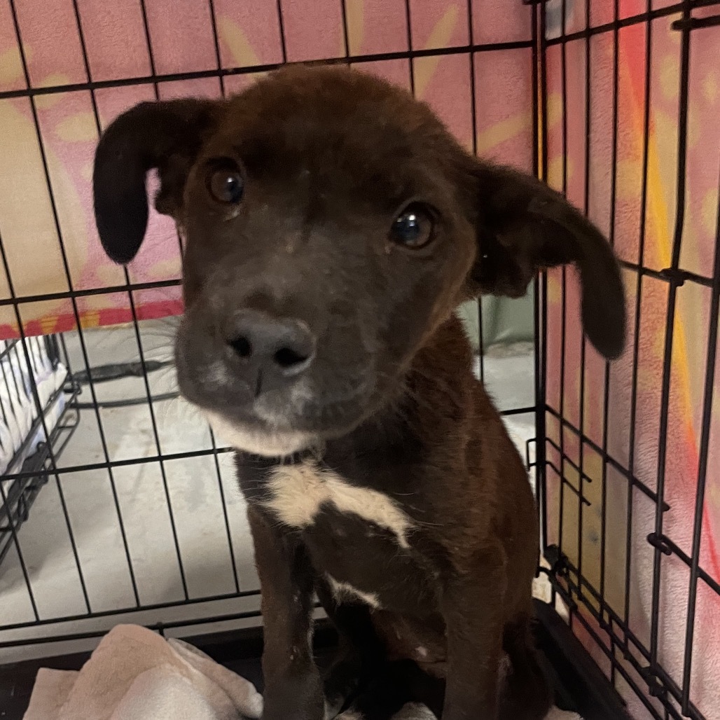 Mulch, an adoptable Mixed Breed in Moab, UT, 84532 | Photo Image 2