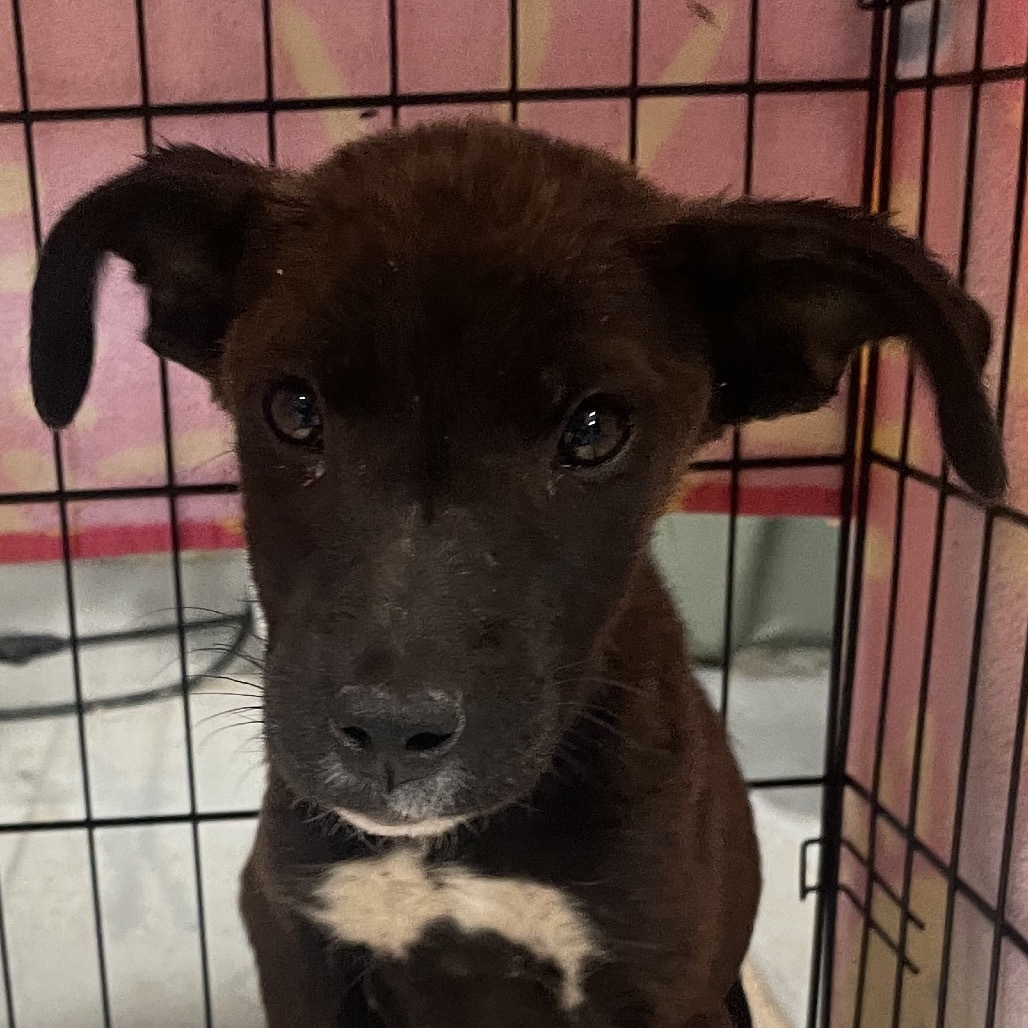 Mulch, an adoptable Mixed Breed in Moab, UT, 84532 | Photo Image 3