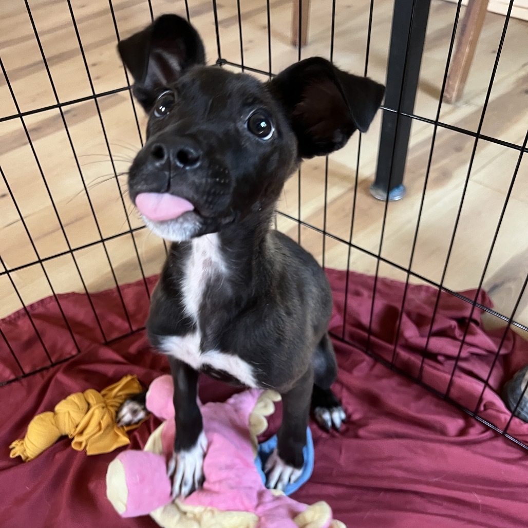 Mulch, an adoptable Mixed Breed in Moab, UT, 84532 | Photo Image 4