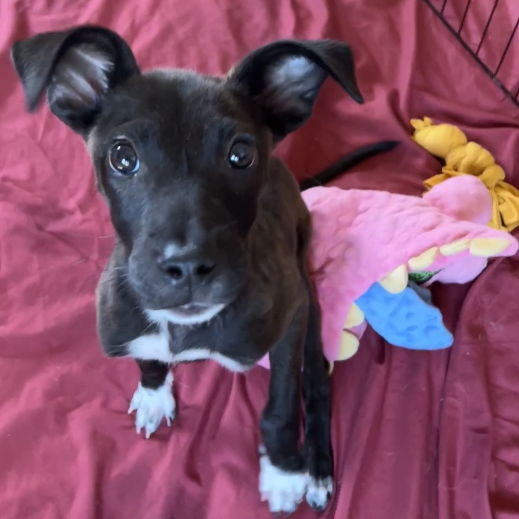 Mulch, an adoptable Mixed Breed in Moab, UT, 84532 | Photo Image 5