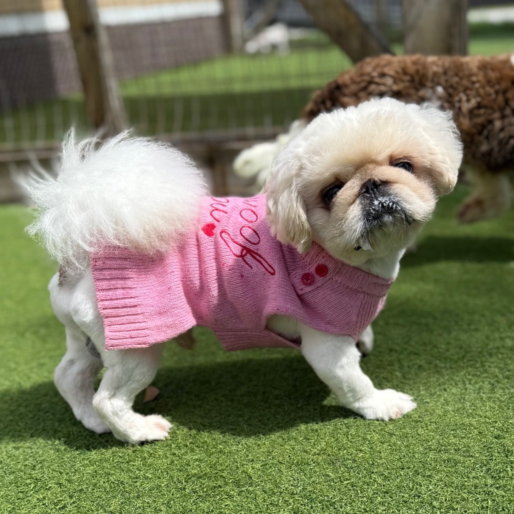 Sprinkle 7051, an adoptable Pekingese in LOXAHATCHEE, FL, 33470 | Photo Image 1