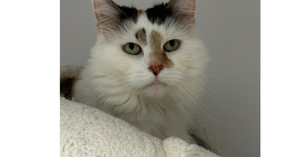 Lorelei, an adoptable Domestic Medium Hair in Trenton, ME, 04605 | Photo Image 1