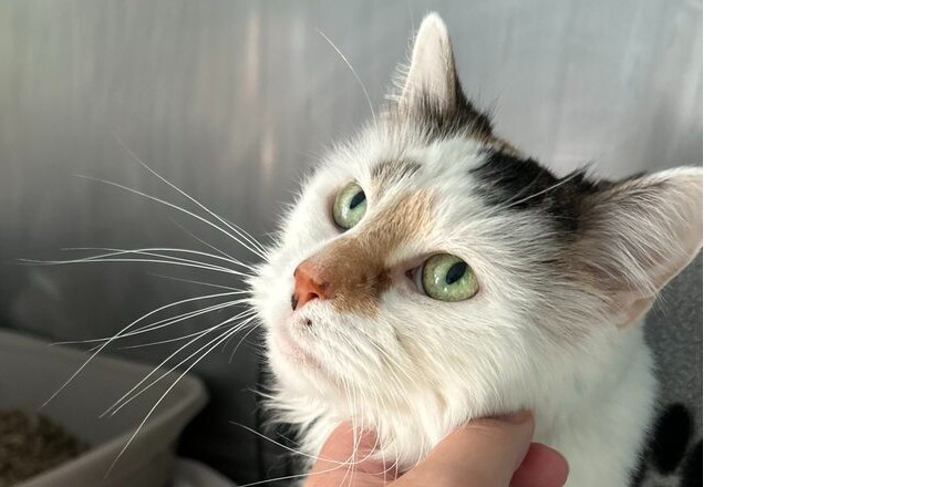 Lorelei, an adoptable Domestic Medium Hair in Trenton, ME, 04605 | Photo Image 3