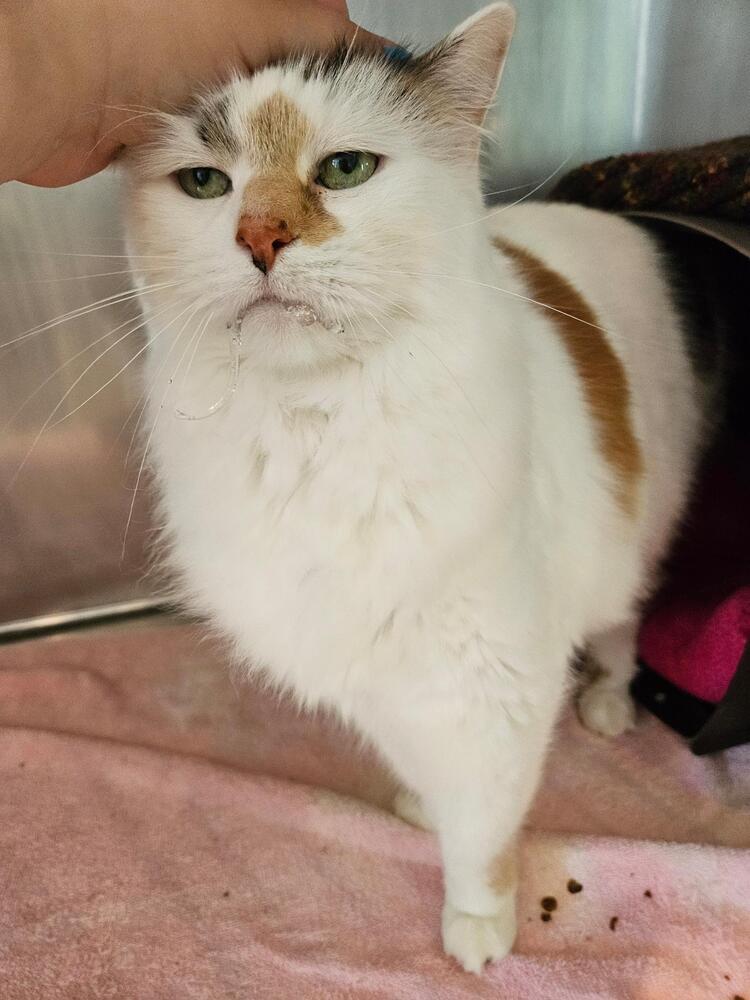 Lorelei, an adoptable Domestic Medium Hair in Trenton, ME, 04605 | Photo Image 4