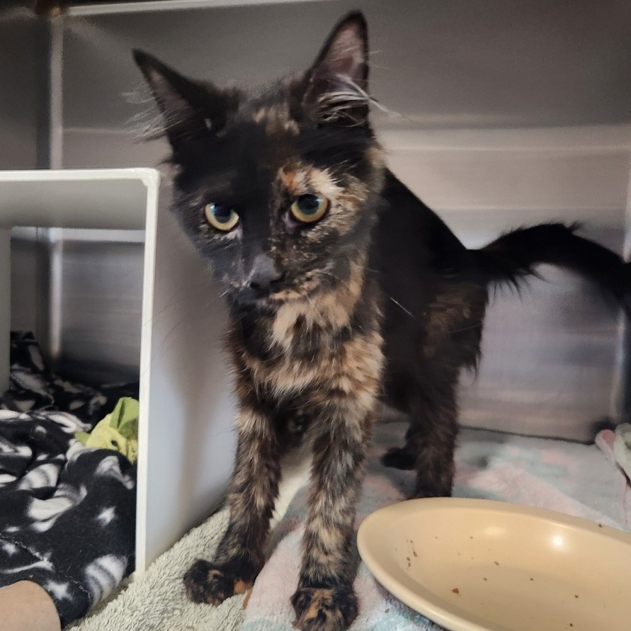 Paisley at PetSmart Grand Junction