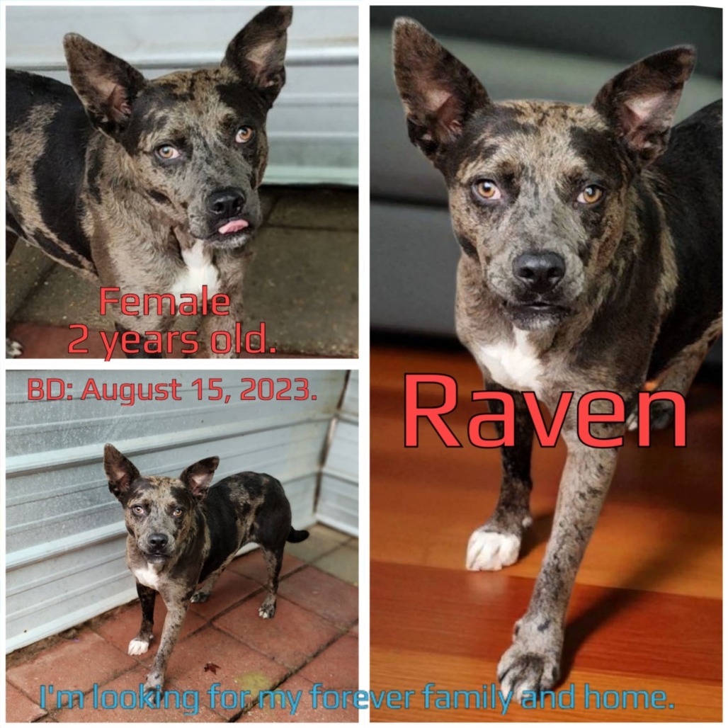 Raven