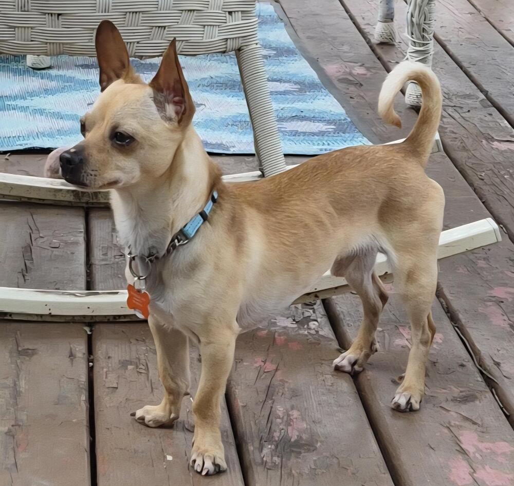 Ozzie
