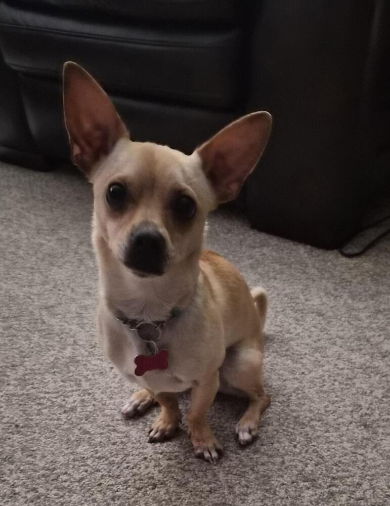 Ozzie